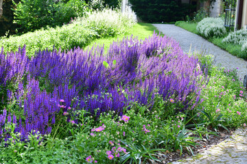 A bed of purple sage next to the sidewalk in the castle park of Průhonice in Prague