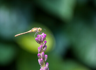 kleine Libelle