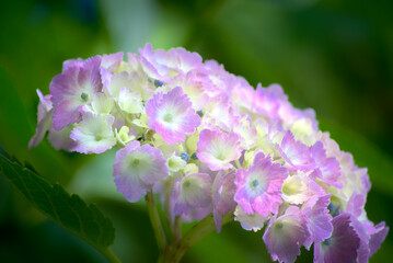 ふんわり紫陽花