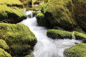 苔に覆われた小さな沢の滝