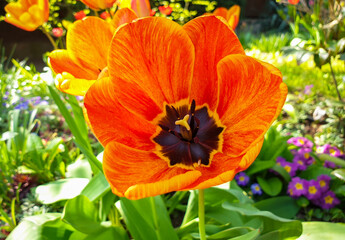 Fototapeta premium orange Tulip flower in spring in Heilbronn German