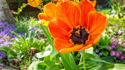 orange Tulip flower in spring in Heilbronn German