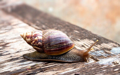 The giant African snail is one of the largest gastropods in the world. This species is one of the most dangerous pests in agriculture.