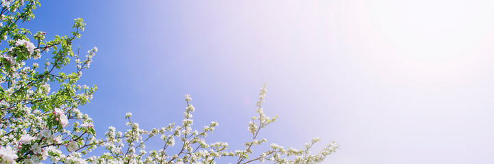 Branches of a blossoming apple tree on a background of blue sky with copy space. Beautiful floral image of spring nature panoramic view.