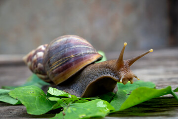The giant African snail is one of the largest gastropods in the world. This species is one of the...
