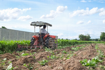 Farmers are driving tractors to plow soil the green mung beans tree to make organic fertilizer in...
