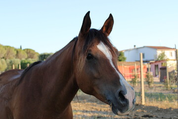 Obraz premium portrait of a brown horse