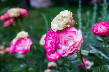 
Roses of orange-pink color on a green background of foliage under natural light in the lower right of the horizontal frame with place for text.