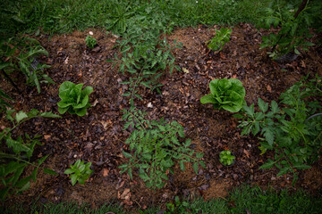 Growing basil near tomatoes as natural repellent. Salad lettuce romaine growing together with tomatoes and basil, Companion planting
