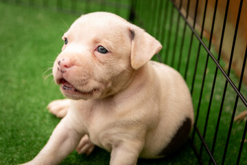 Cute Staffordshire bull terrier puppies in the sunshine