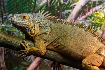 The iguana is green. Iguana iguana. close up.