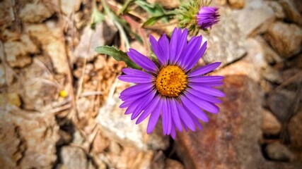 purple flower on wood