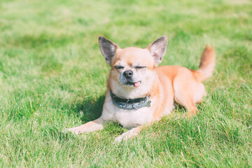 cute red dog chihuahua lies on a green meadow near the house