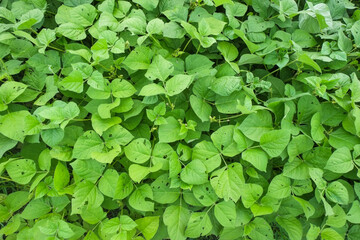 Green leaves of green mung bean trees in organic agricultural fields pattern close-up.