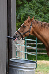 Funny horse drinking and playing with water as the water trough fills up