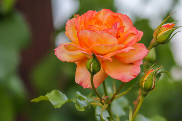 orange rose, orange Floribunda  rose  in Germany