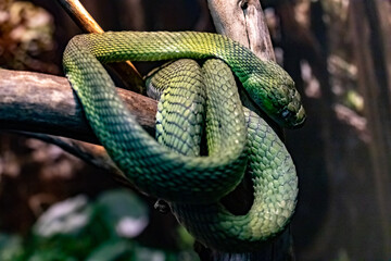 Green boiga. Green cat eyed snake. Boiga cyanea. close up.