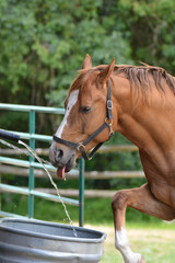 Funny horse drinking and playing with water as the water trough fills up