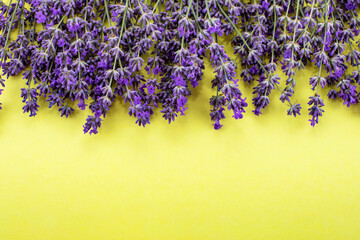 Lavender flowers on a yellow background. Lavender background