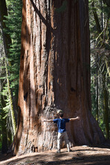 Tree hugger man in front of giant sequoia tree In national forest park, California, USA