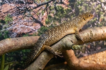 Varanus acanthurus. Ridge-tailed Monitor. 