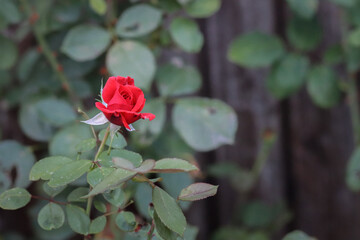 unopened bud of floribunda rose or scentimental bud