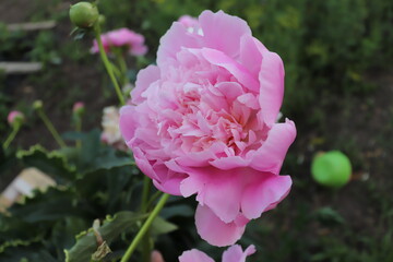 pink rose bush
