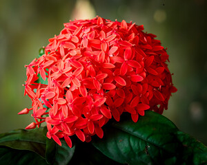 red Ixora coccinea flower is blooming in my garden.