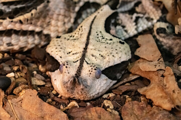the flat Head of a venomous Gabonese Viper curled up on the ground.Bitis gabonica.  close up.