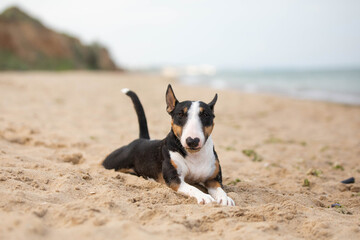 Dog on the shore summer bull terrier 