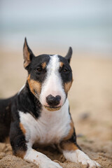 Naklejka na ściany i meble Bullterrier portrait dog in sand