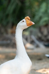 Healthy white male goose standing on a natural open farm