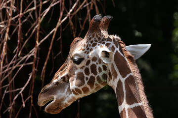 portrait of a giraffe