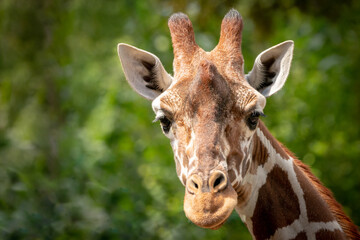 Naklejka premium portrait of a giraffe
