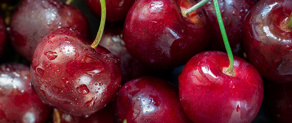 Closeup of ripe bright Cherry with water drops on the background of berries. Long horizontal macro banner. Fresh sweet ingredient for desserts, tarts and pies. Full of vitamins. Organic agriculture,