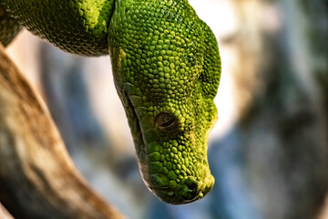 The head of a green Python with a piercing yellow gaze taken in close-up. Morelia viridis.