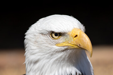 Powerful bird of prey. American bald eagle face in close-up.