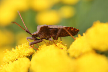 Brown insect extreme close up
