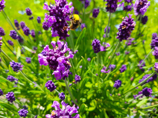 Fototapeta premium purple lavender plants with a little bumble bee on it