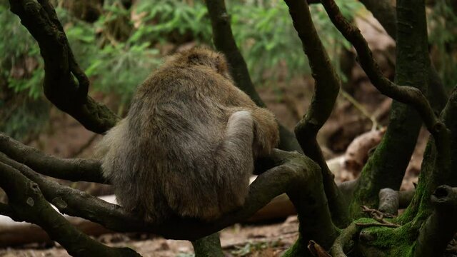 4k video of wild monkey - family  50 fps
