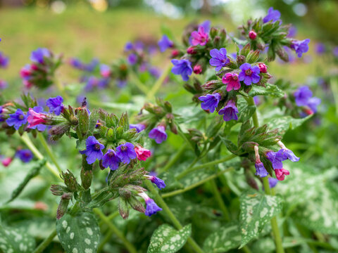 Close-up of blooming common lungwort flowers during spring. Pulmonaria officinalis also known as Mary's tears or Our Lady's milk drops.Blurred background, selective focus.