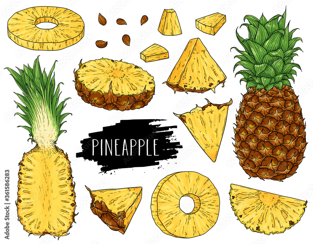 Wall mural hand drawn natural tropical set of whole pineapple, slices pieces, half and seed isolated on white b