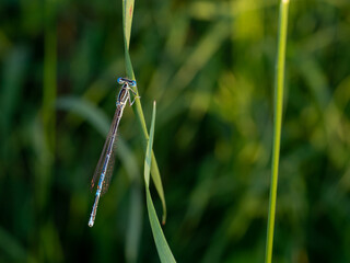 Close-up of male azure damselfly sitting on a blade of grass. Coenagrion puella in distinctive blue...