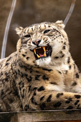 A snow leopard lies in a cage in a zoo with its teeth bared. IRBIS. close-up.