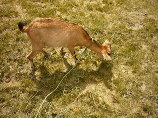 Brown goat eating grass in the field