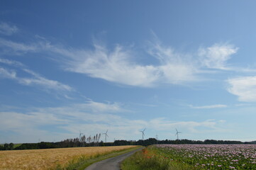 Path between grain field and poppy field Kalletal-Bentorf, Germany

