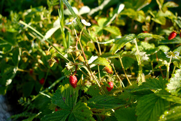 Fototapeta premium wild strawberry garden white flower