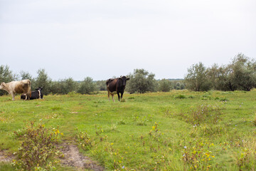 Rural cows graze on a green meadow. Rural life. Animals. agricultural country