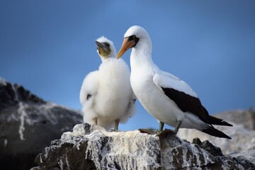 Nazca Booby and chick in Galapagos Islands