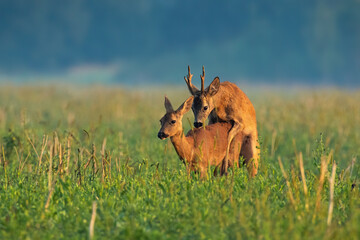 Naklejka na ściany i meble Couple of roe deer, capreolus capreolus, copulating on meadow in the summer. Buck and doe mating in rutting season. Two wild animals pairing on the field at sunrise.